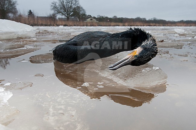 Aalscholver dood op het ijs; Great Cormorant dead on the ice stock-image by Agami/Han Bouwmeester,