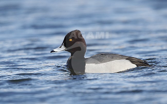 Hybrid Tufted Duck x Common Pochard (Aythya fuligula x ferina), adult male swimming on a lake at Gentofte Sø in Denmark. A Lesser Scaup lookalike hybrid type. stock-image by Agami/Helge Sorensen,