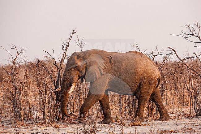 An African elephant, Loxodonta africana, walking through a strange landscape of denuded trees. Savuti, Chobe National Park, Botswana. stock-image by Agami/Sergio Pitamitz,