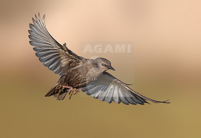 Juvenile Common Starling, Sturnus vulgaris, in Italy. stock-image by Agami/Daniele Occhiato,
