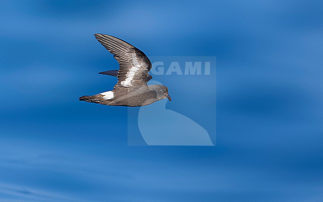 Mediterranean Storm-Petrel (Hydrobates pelagicus melitensis) flying off l'Ametlla de Mar, Spain. stock-image by Agami/Vincent Legrand,