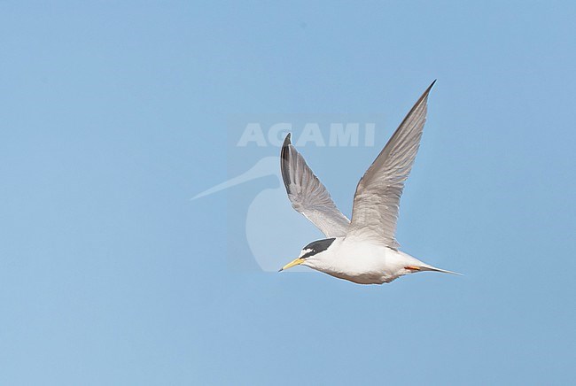 Little Tern, Sternula albifrons, in the Netherlands. stock-image by Agami/Marc Guyt,