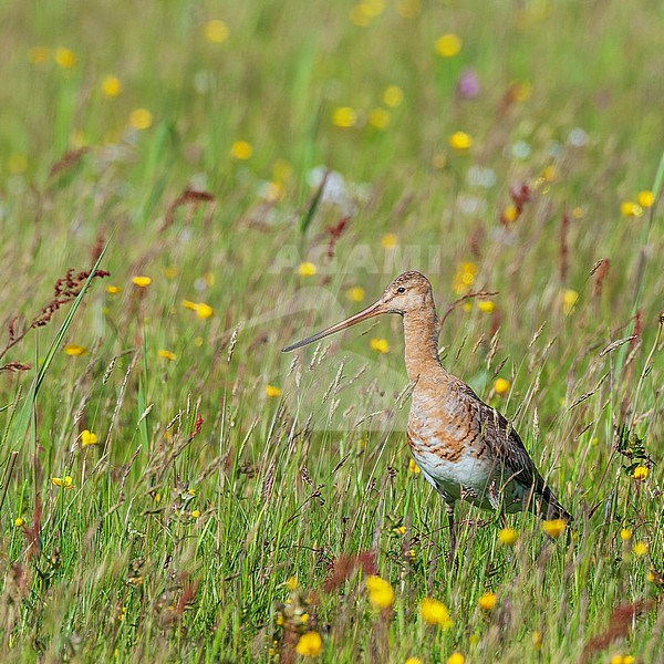 Black-tailed Godwit (Limosa limosa) standing on a spring meadow with wild flowers on Texel, Netherlands. Alrt adult on the ground. stock-image by Agami/Marc Guyt,
