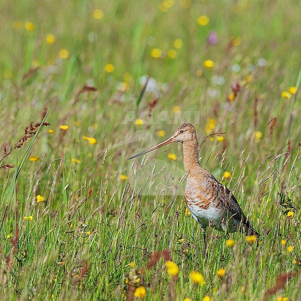 Black-tailed Godwit (Limosa limosa) standing on a spring meadow with wild flowers on Texel, Netherlands. Adult standing on the ground. stock-image by Agami/Marc Guyt,