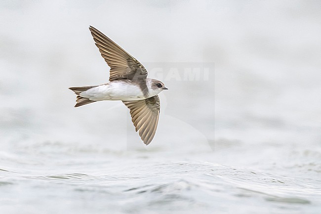 Bank Swallow, Riparia riparia, in Italy. stock-image by Agami/Daniele Occhiato,