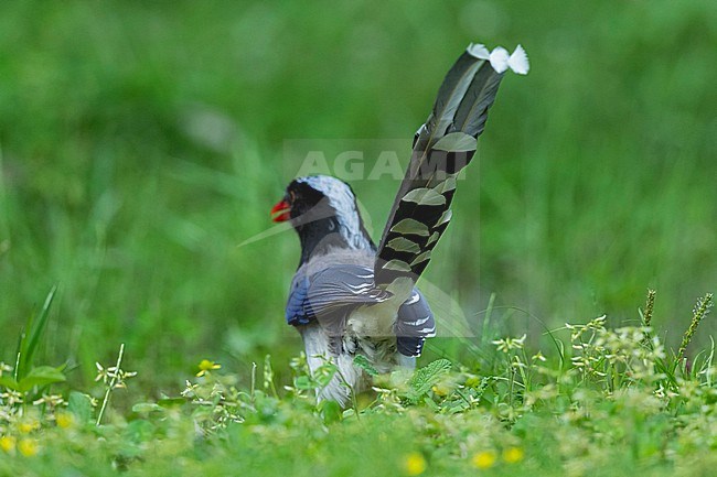 An adult Red-billed Blue Magpie (Urocissa erythroryncha) photographed from back stock-image by Agami/Mathias Putze,