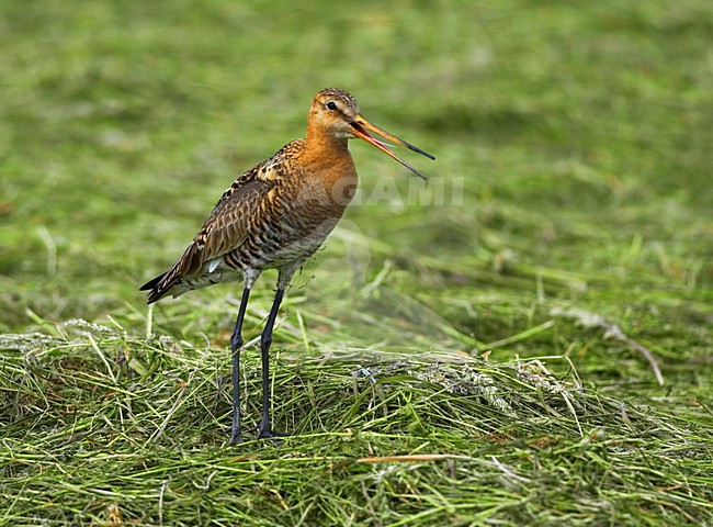 Grutto in weiland; Black-tailed Godwit in meadow stock-image by Agami/Hans Gebuis,