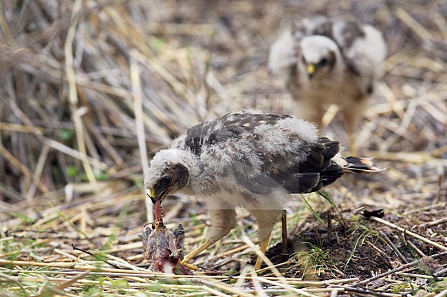 Blauwe Kiekendief; Hen Harrier; Circus cyaneus stock-image by Agami/Jari Peltomäki,