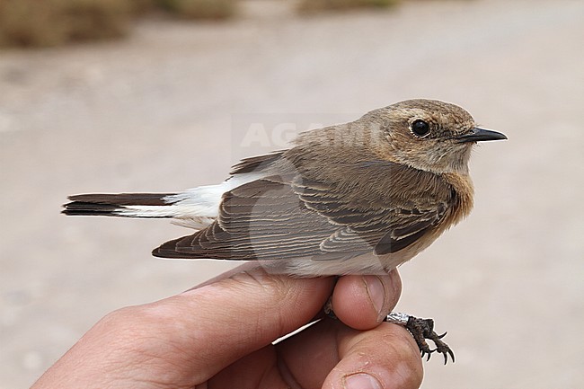 Female Eastern black-eared Wheatear, Oenanthe hispanica melanoleuca, caught at ringing station in Israel. stock-image by Agami/Christian Brinkman,