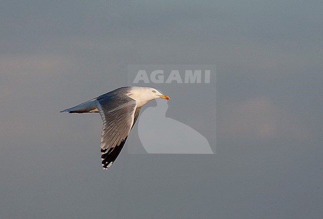 Adult European Herring Gull (Larus argentatus) in the Netherlands. Flying an evening light cloud in the background. stock-image by Agami/Marc Guyt,