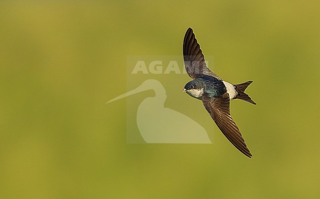 Western house martin (Delichon urbicum) with mud in his beak for building a nest. stock-image by Agami/Lennart Verheuvel,