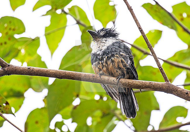 Buff-bellied Puffbird (Notharchus swainsoni) in Paraguay. Wet after rain shower. stock-image by Agami/Pete Morris,