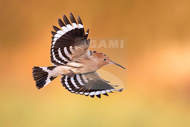 Eurasian Hoopoe (Upupa epops) in Italy. stock-image by Agami/Daniele Occhiato,