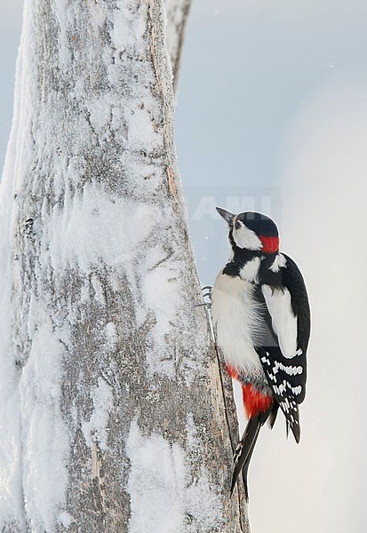 Great Spotted Woodpecker (Dendrocopus major) Kuusamo Finland January 2018. stock-image by Agami/Markus Varesvuo,