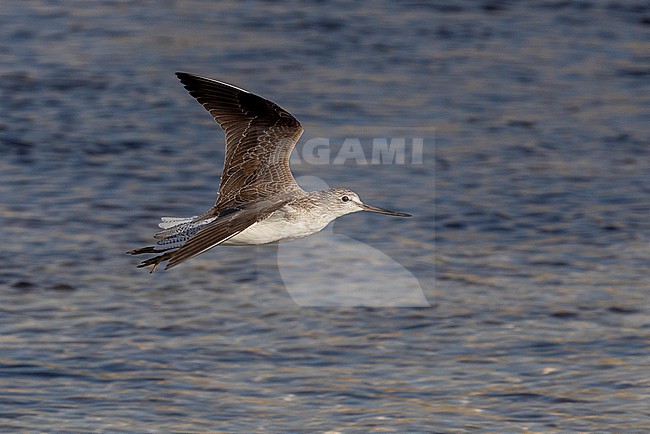 Common Greenshank (Tringa nebularia) in flight over the water near Mogadishu, Somalia. stock-image by Agami/David Monticelli,