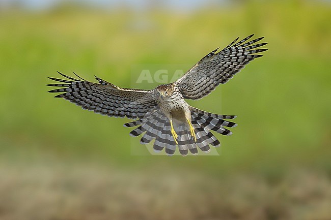 Immature Cooper's Hawk (Accipiter cooperii) in flight over Chambers County, Texas, USA. Seen from the front, flying against a green natural background. stock-image by Agami/Brian E Small,