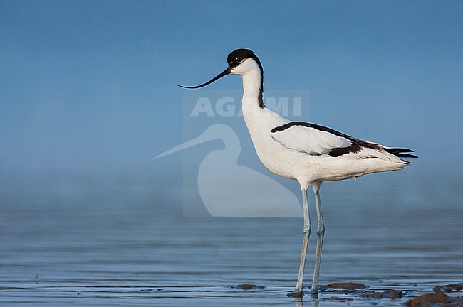 Pied Avocet - Säbelschnäbler - Recurvirostra avoseta, Spain (Mallorca), adult stock-image by Agami/Ralph Martin,