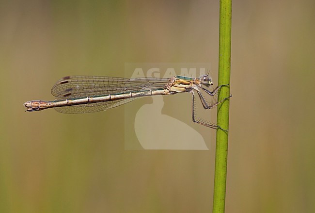 Imago Gewone pantserjuffer; Adult Common Spreadwing stock-image by Agami/Fazal Sardar,