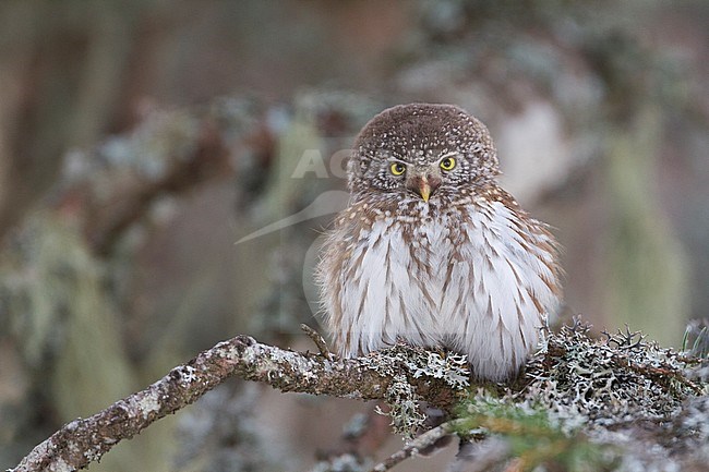 Eurasian Pygmy-Owl - Sperlingskauz - (Glaucidium passerinum ssp. passerinum, Austria, adult stock-image by Agami/Ralph Martin,
