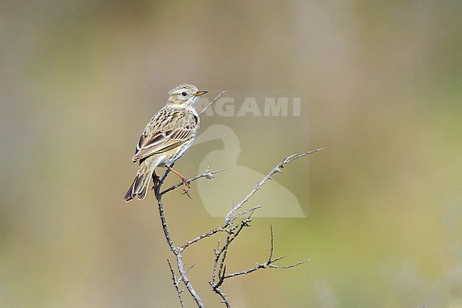 Graspieper, Meadow Pipit, Anthus pratensis adult summer plumage perched on seathorn stock-image by Agami/Menno van Duijn,