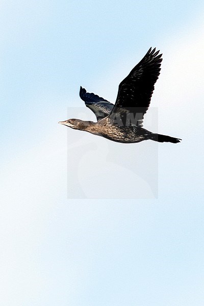 Pygmy Cormorant (Microcarbo pygmaeus) at the Bulgarian coast during autumn migration. stock-image by Agami/Marc Guyt,