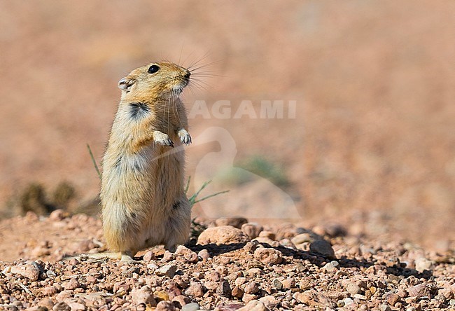 Fat Sand Rat (Psammomys obesus), adult standing on the ground in Morocco stock-image by Agami/Saverio Gatto,