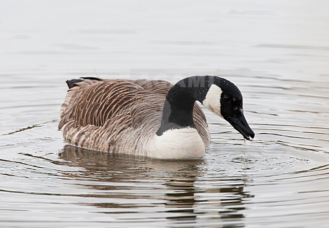 Canadese Gans in water; Greater Canada Goose in water stock-image by Agami/Roy de Haas,