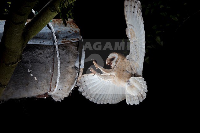 Kerkuil met prooi, Barn Owl with prey stock-image by Agami/Theo Douma,