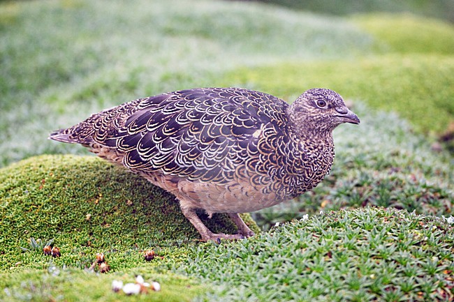 Andeskwartelsnip; Rufous-bellied Seedsnipe stock-image by Agami/Marc Guyt,