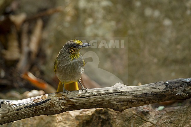 Stripe-throated Bulbul (Pycnonotus finlaysoni) at Kaeng Krachan National Park, Thailand stock-image by Agami/Helge Sorensen,