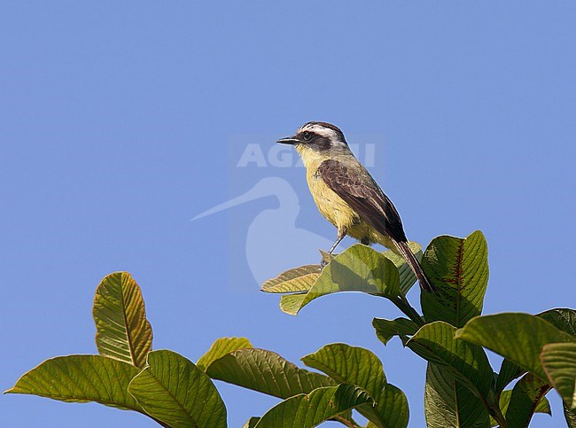 Three-striped Flycatcher (Conopias trivirgatus) perched in a tree. stock-image by Agami/Andy & Gill Swash ,