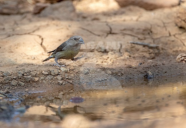 Cyprus Crossbill (Loxia curvirostra guillemardi) in pine forest on the top of Trodos mountains in Cyprus. stock-image by Agami/Marc Guyt,