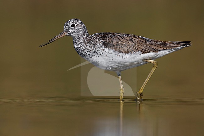 Greenshank (Tringa nebularia) in Italy. stock-image by Agami/Daniele Occhiato,