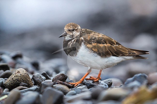 Ruddy Turnstone (Arenaria interpres) in winter on rocks stock-image by Agami/Daniele Occhiato,