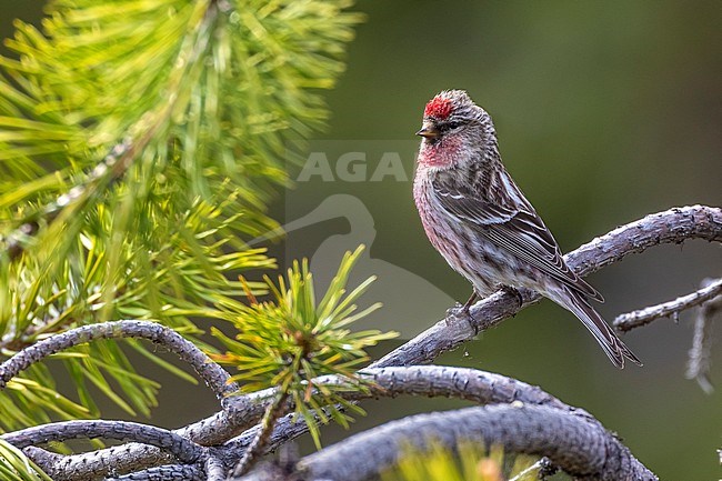 Common Redpoll (Acanthis flammea) in Finland. Also known as Mealy Redpoll. stock-image by Agami/Daniele Occhiato,