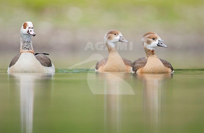 Egyptian Goose - Nilgans - Alopochen aegyptiaca, Germany, adult with goslings stock-image by Agami/Ralph Martin,