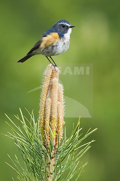 Adult male Red-flanked Bluetail (Tarsiger cyanurus) in pine forest in Russia near lake Baikal. Also known as the Orange-flanked Bush Robin. stock-image by Agami/Ralph Martin,