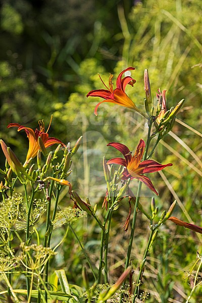 Orange Day-lily flower stock-image by Agami/Wil Leurs,