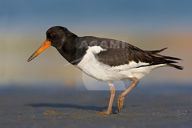 Beccaccia di mare; Oystercatcher; Haematopus ostralegus stock-image by Agami/Daniele Occhiato,