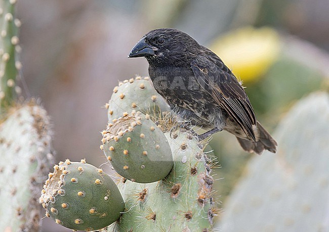 Male Genovesa cactus finch (Geospiza propinqua) on the Galapagos Islands, part of the Republic of Ecuador. stock-image by Agami/Pete Morris,