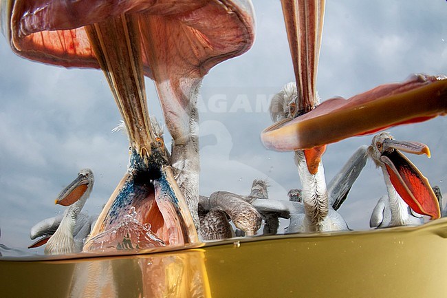 Kroeskoppelikaan, Dalmatian Pelican, Pelecanus crispus stock-image by Agami/Bence Mate,