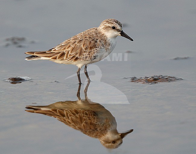 Wintering Red-necked Stint (Calidris ruficollis) inAsia. stock-image by Agami/Michael McKee,
