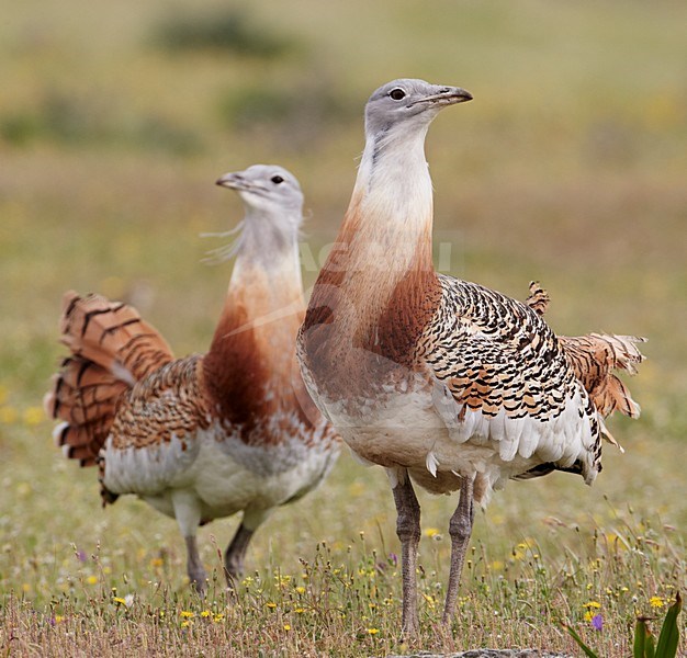 Grote trap; Great Bustard stock-image by Agami/Markus Varesvuo,