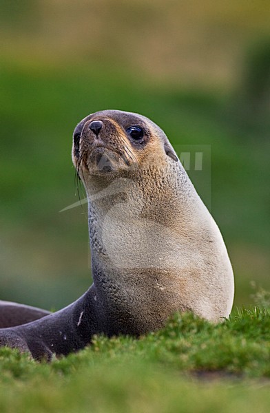 Antarctische Pelsrob, Antarctic Fur Seal, Arctocephalus gazella stock-image by Agami/Marc Guyt,