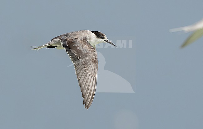 White-cheeked Tern (Sterna repressa) - November 2021 - coast of Oman stock-image by Agami/Eduard Sangster,