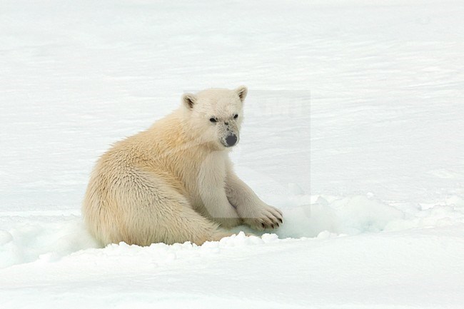 Jonge IJsbeer op pakijs, Polar Bear cub at pack ice stock-image by Agami/Roy de Haas,