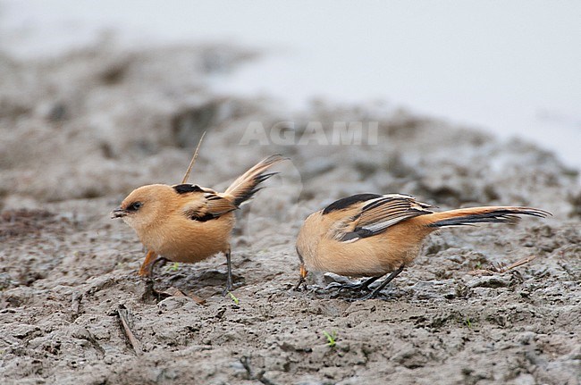 Juvenile Bearded Reedlings (Panurus biarmicus), male (left) and female (right), foraging on muddy ground in the Flevopolder in the Netherlands. stock-image by Agami/Marc Guyt,