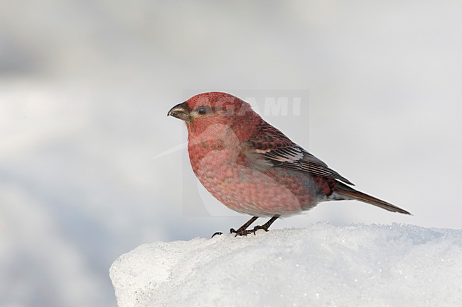Haakbek man in de sneeuw; Pine Grosbeak male in the snow; stock-image by Agami/Arie Ouwerkerk,