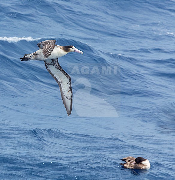 Immature Short-tailed Albatross (Phoebastria albatrus) at sea off Torishima island, Japan. Also known as Steller's albatross. stock-image by Agami/Marc Guyt,