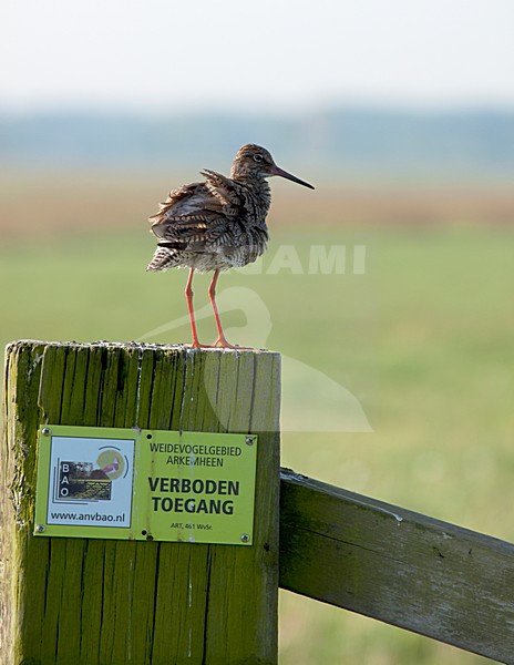 Tureluur op paal, Common Redshank on pole stock-image by Agami/Roy de Haas,